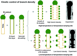 Graphical abstract: Effects of catalyst droplets on wire growth and the resulting branched structures during VLS growth