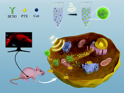 Graphical abstract: A self-assembled carrier-free nanosonosensitizer for photoacoustic imaging-guided synergistic chemo–sonodynamic cancer therapy