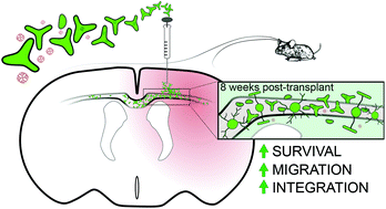 Graphical abstract: Glial restricted precursor delivery of dendrimer N-acetylcysteine promotes migration and differentiation following transplant in mouse white matter injury model