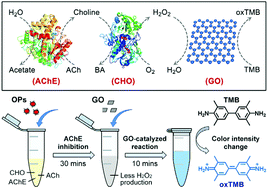 Graphical abstract: Graphene oxide-based colorimetric detection of organophosphorus pesticides via a multi-enzyme cascade reaction