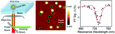 Graphical abstract: Resonant scattering-enhanced photothermal microscopy