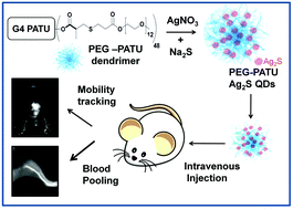 Graphical abstract: Facile synthesis of noncytotoxic PEGylated dendrimer encapsulated silver sulfide quantum dots for NIR-II biological imaging