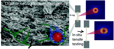 Graphical abstract: Nanoparticle rearrangement under stress in networks of cellulose nanofibrils using in situ SAXS during tensile testing