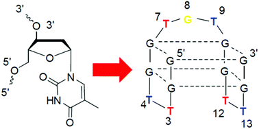 Graphical abstract: TBA loop mapping with 3′-inverted-deoxythymidine for fine-tuning of the binding affinity for α-thrombin