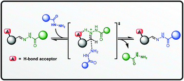 Graphical abstract: Enhancing the kinetics of hydrazone exchange processes: an experimental and computational study