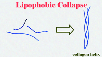 Graphical abstract: Promotion of the collagen triple helix in a hydrophobic environment