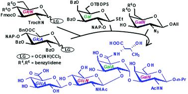 Graphical abstract: Synthesis of the tetrasaccharide repeating unit of the cryoprotectant capsular polysaccharide from Colwellia psychrerythraea 34H