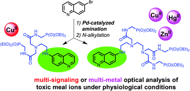 Graphical abstract: 6-Polyamino-substituted quinolines: synthesis and multiple metal (CuII, HgII and ZnII) monitoring in aqueous media