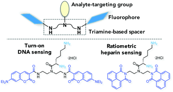 Graphical abstract: Modular design for fluorophore homodimer probes using diethylentriamine as a common spacer