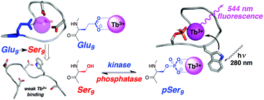 Graphical abstract: Phosphorylation-dependent protein design: design of a minimal protein kinase-inducible domain