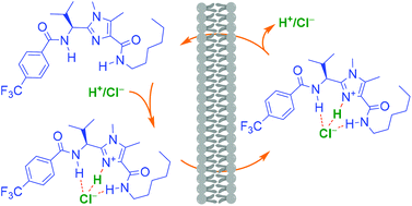 Graphical abstract: Transmembrane H+/Cl− cotransport activity of bis(amido)imidazole receptors