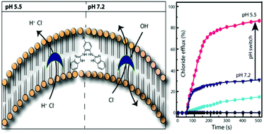 Graphical abstract: pH-Regulated anion transport activities of bis(iminourea) derivatives across the cell and vesicle membrane