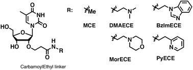 Graphical abstract: Modification of oligonucleotides with weak basic residues via the 2′-O-carbamoylethyl linker for improving nuclease resistance without loss of duplex stability and antisense activity