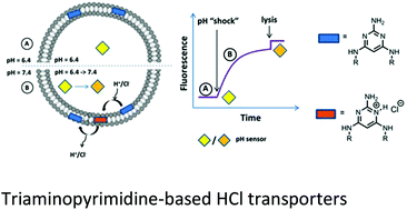 Graphical abstract: Triaminopyrimidine derivatives as transmembrane HCl transporters