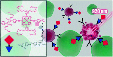 Graphical abstract: Tumour-targeting photosensitisers for one- and two-photon activated photodynamic therapy