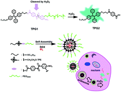 Graphical abstract: H2O2-responsive polymeric micelles with a benzil moiety for efficient DOX delivery and AIE imaging