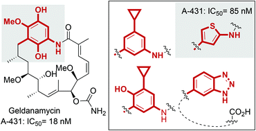 Graphical abstract: New geldanamycin derivatives with anti Hsp properties by mutasynthesis