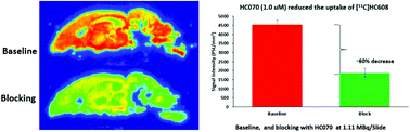 Graphical abstract: Development of a carbon-11 PET radiotracer for imaging TRPC5 in the brain