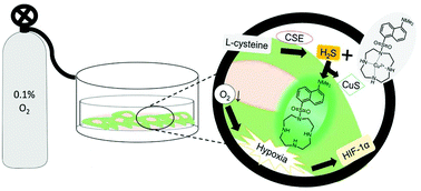 Graphical abstract: Development of dansyl based copper(ii) complex to detect hydrogen sulfide in hypoxia