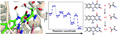 Graphical abstract: A detailed mechanism of the oxidative half-reaction of d-amino acid oxidase: another route for flavin oxidation