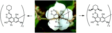 Graphical abstract: Tautomerism and stereodynamics in Schiff bases from gossypol and hemigossypol with N-aminoheterocycles