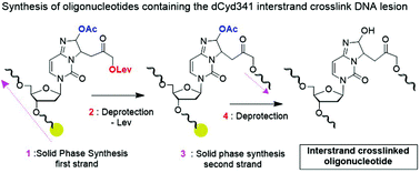 Graphical abstract: Solid-phase synthesis of branched oligonucleotides containing a biologically relevant dCyd341 interstrand crosslink DNA lesion