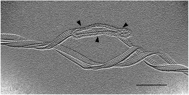 Graphical abstract: Structural optimization of cyclic peptides that efficiently detect denatured collagen