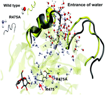 Graphical abstract: The role of conserved arginine in the GH70 family: a computational study of the structural features and their implications on the catalytic mechanism of GTF-SI from Streptoccocus mutans