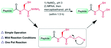 Graphical abstract: Robust synthesis of C-terminal cysteine-containing peptide acids through a peptide hydrazide-based strategy