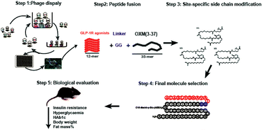 Graphical abstract: Design, screening and biological evaluation of novel fatty acid chain-modified oxyntomodulin-based derivatives with prolonged glucose-lowering ability and potent anti-obesity effects