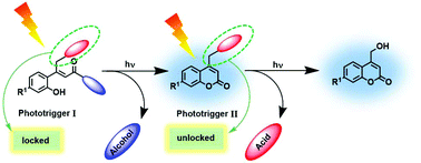 Graphical abstract: o-Hydroxycinnamate for sequential photouncaging of two different functional groups and its application in releasing cosmeceuticals