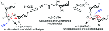 Graphical abstract: Convertible and conformationally constrained nucleic acids (C2NAs)