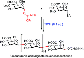 Graphical abstract: Highly convergent synthesis of a β-mannuronic acid alginate hexadecasaccharide