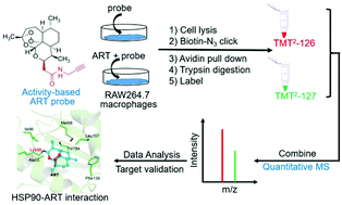 Graphical abstract: Identification of HSP90 as a direct target of artemisinin for its anti-inflammatory activity via quantitative chemical proteomics