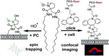 Graphical abstract: Membrane-specific spin trap, 5-dodecylcarbamoyl-5-N-dodecylacetamide-1-pyroline-N-oxide (diC12PO): theoretical, bioorthogonal fluorescence imaging and EPR studies