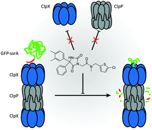 Graphical abstract: Hydantoin analogs inhibit the fully assembled ClpXP protease without affecting the individual peptidase and chaperone domains