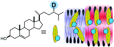 Graphical abstract: Side-chain deuterated cholesterol as a molecular probe to determine membrane order and cholesterol partitioning