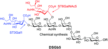 Graphical abstract: Chemoenzymatic synthesis of the oligosaccharide moiety of the tumor-associated antigen disialosyl globopentaosylceramide