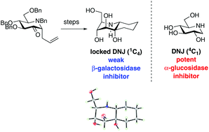 Graphical abstract: Synthesis and glycosidase inhibition of conformationally locked DNJ and DMJ derivatives exploiting a 2-oxo-C-allyl iminosugar