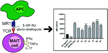 Graphical abstract: The effect of MR1 ligand glyco-analogues on mucosal-associated invariant T (MAIT) cell activation