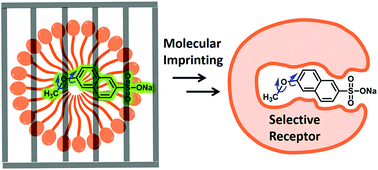 Graphical abstract: Effects of nano-confinement and conformational mobility on molecular imprinting of cross-linked micelles