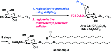 Graphical abstract: Total syntheses of seminolipid and its analogues by using 2,6-bis(trifluoromethyl)phenylboronic acid as protective reagent