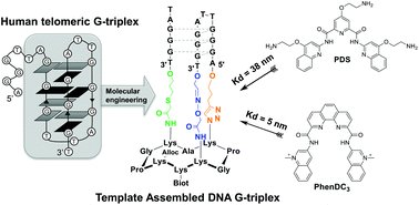 Graphical abstract: Scaffold stabilization of a G-triplex and study of its interactions with G-quadruplex targeting ligands