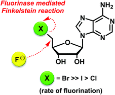 Graphical abstract: An enzymatic Finkelstein reaction: fluorinase catalyses direct halogen exchange