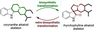 Graphical abstract: Retro-biosynthetic construction of corynanthe alkaloid skeletons from rhynchophylline alkaloids