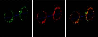 Graphical abstract: Endoplasmic reticulum targeted fluorescent probe for the detection of hydrogen sulfide based on a twist-blockage strategy