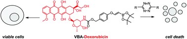 Graphical abstract: Vinylboronic acid-caged prodrug activation using click-to-release tetrazine ligation