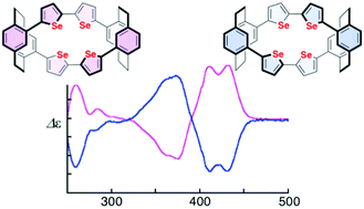 Graphical abstract: Synthesis and chiroptical properties of stereogenic cyclic dimers based on 2,2′-biselenophene and [2.2]paracyclophane