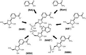 Graphical abstract: Scalable syntheses of traceable ribosylated NAD+ precursors