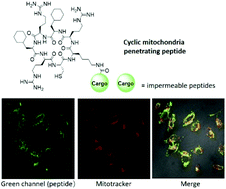 Graphical abstract: Delivery of cell membrane impermeable peptides into living cells by using head-to-tail cyclized mitochondria-penetrating peptides